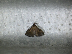 Phlyctaina irrigualis