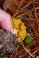 Suillus cothurnatus