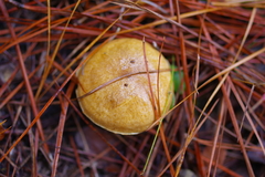 Suillus cothurnatus