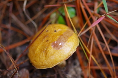 Suillus cothurnatus