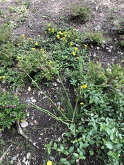 Asclepias curassavica