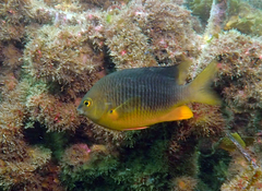 Plectroglyphidodon gascoynei