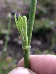 Asclepias curassavica
