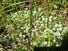 Psilocarphus chilensis