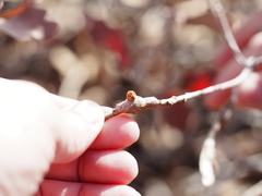 Callirhytis frequens