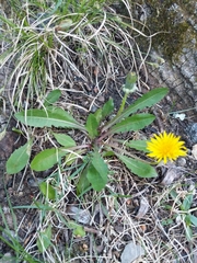 Taraxacum officinale