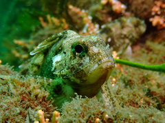 Centropogon australis