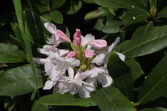 Rhododendron × sochadzeae