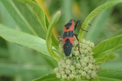 Oncopeltus fasciatus