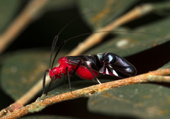 Thyrsophorinae