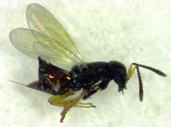 Parectromoides varipes