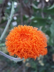 Verbesina crocata