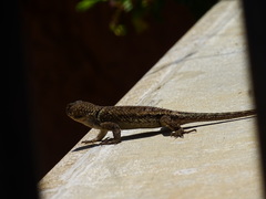 Sceloporus formosus