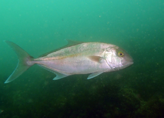 Seriola hippos