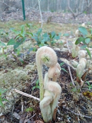 Polypodiopsida