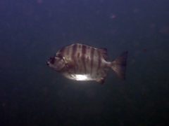 Selenotoca multifasciata