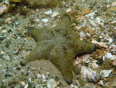 Anthenea sidneyensis