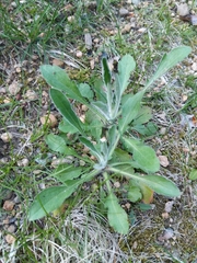 Magnoliopsida