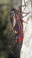 Yoyetta spectabilis