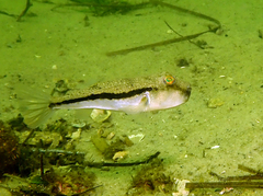 Torquigener squamicauda