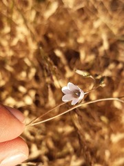 Conanthera