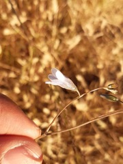 Conanthera