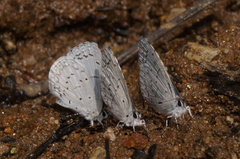Celastrina echo gozora