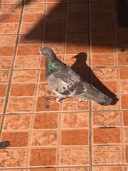 Columba livia domestica