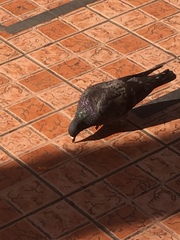 Columba livia domestica