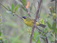 Geothlypis aequinoctialis
