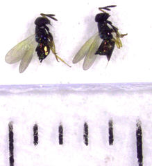 Parectromoides varipes