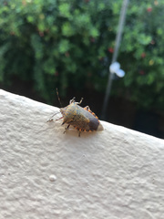 Alcaeorrhynchus phymatophorus