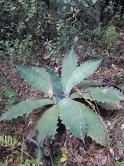 Agave seemanniana