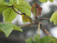 Geothlypis aequinoctialis