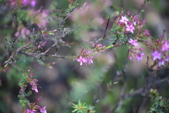 Calytrix leschenaultii