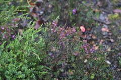 Calytrix leschenaultii