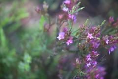 Calytrix leschenaultii