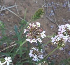 Glandularia berteroi