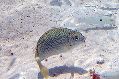 Siganus spinus