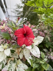 Hibiscus