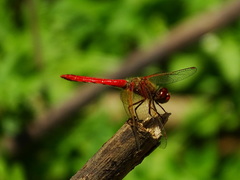 Sympetrum illotum