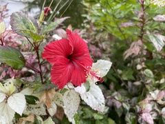 Hibiscus