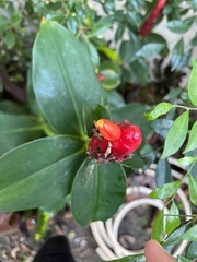 Costus woodsonii