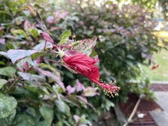 Hibiscus