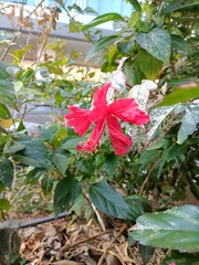 Hibiscus rosa-sinensis