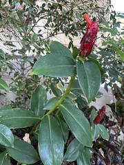 Costus woodsonii