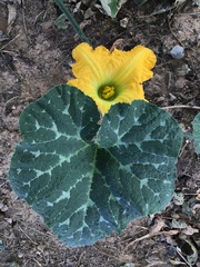Cucurbita