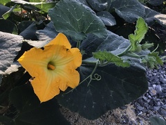 Cucurbita