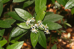 Olearia elliptica