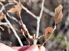 Callirhytis frequens
